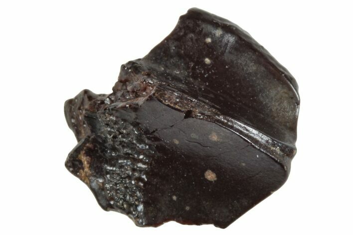 Partial Dinosaur (Triceratops) Tooth - Wyoming #265904